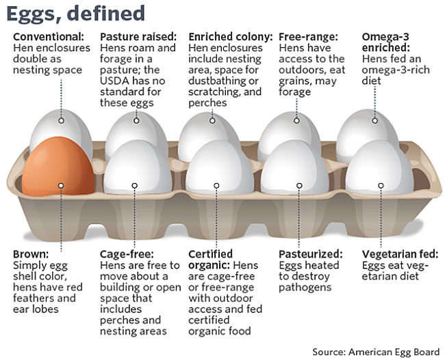 Definitions of various types of eggs