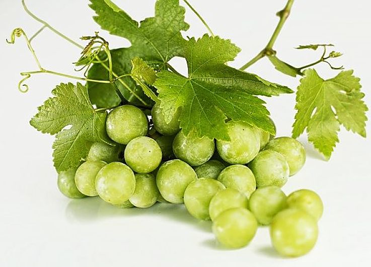 Bunch of white wine grapes - How dies the soil, climate and care offered by the grape grower affect the tastes of wine?