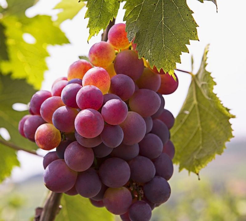 Bunch of red wine grapes - How dies the soil, climate and care offered by the grape grower affect the tastes of wine grown from these grapes to give it a regional terroir