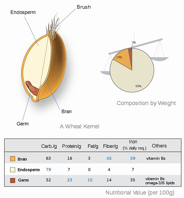 Most of the healthy nutrients in wheat are in the bran and germ which are removed when grain is processed 