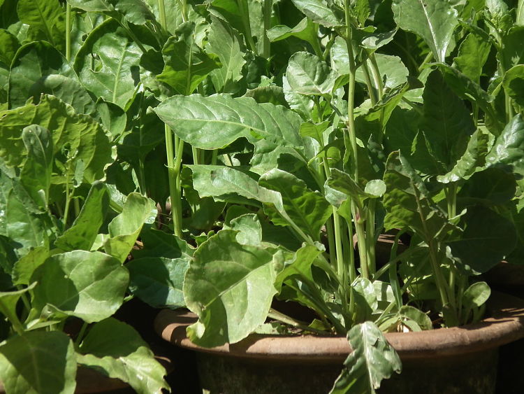 Spinach, kale and other green leafy vegetables are often contaminated with pesticides. They are also common sources of food borne illnesses. Buy organic or grow your own oganically