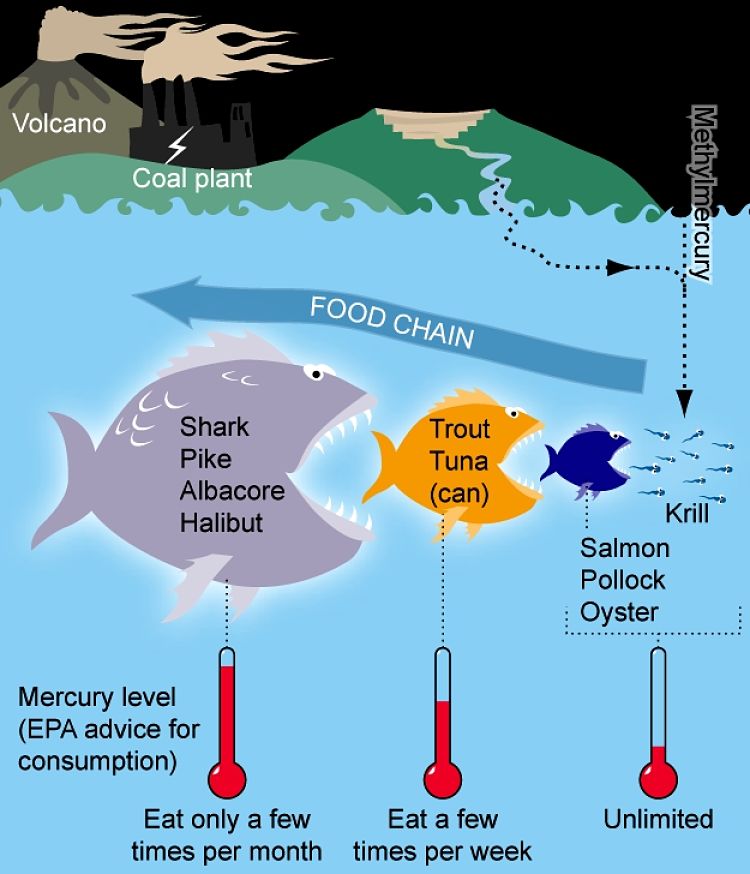 Mercury contamination is an important consideration, especially when it accumulates through the food chains