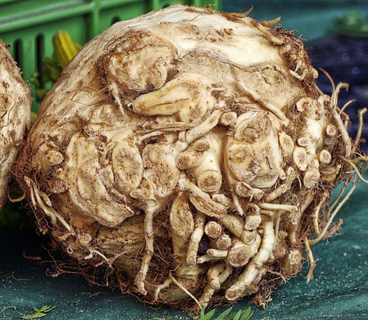 Celeriac should mostly be peeled before using. Beare that the flesh can quickly go brown when exposed to the air
