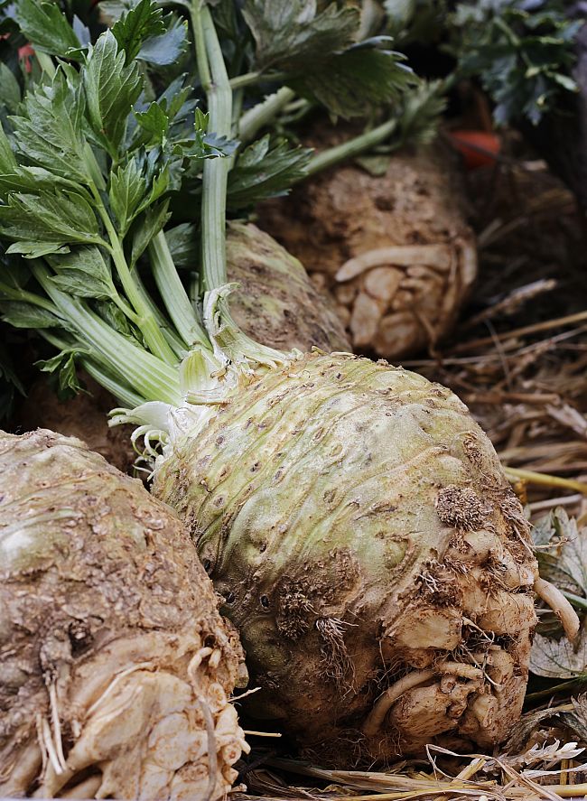Celeriac is easy to grow and despite its looks is very versatile for a variety of dishes