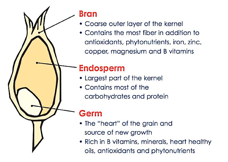The major components of a grain showing the major sources of fat, fiber and carbohydrate. Processing often removes the wheat germ and outer husk removing fiber and nutrients, leaves only the carbs