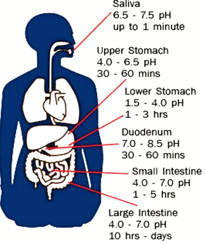 Average Dwell Times for various stage of the digestion and adsorption  process