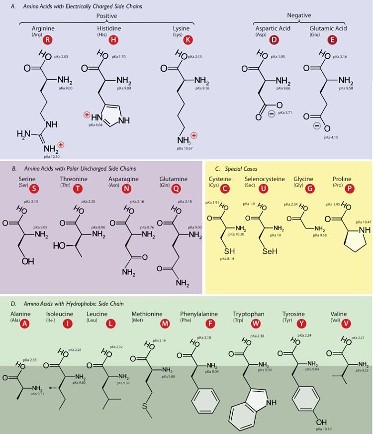 The 21 Amino Acids, or which 9 are essential and must be consumed daily as the body can not make them from scratch