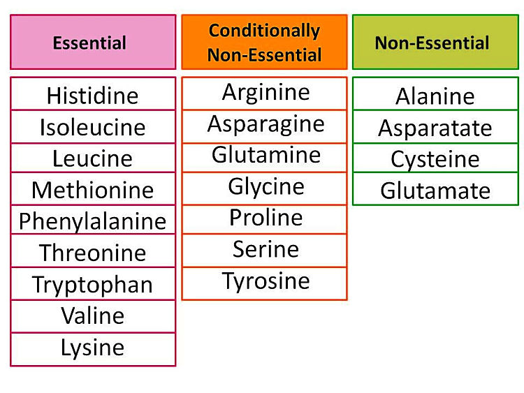 Essential and non-essential amino acids