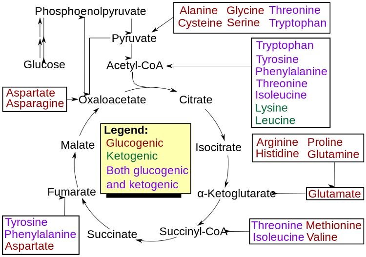 How amino acids are synthesised in the body. These amino acids do not need to be sourced from the diet