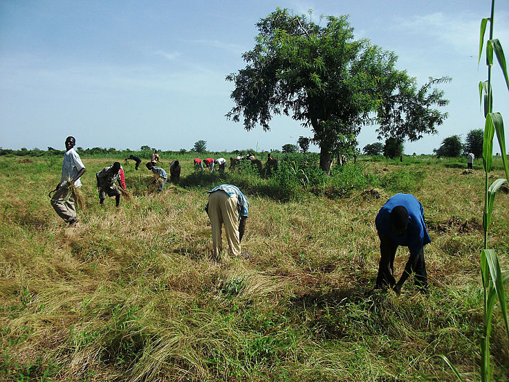 Traditional harvesting of Fonio in Africa - see why this grain is regarded as a super food