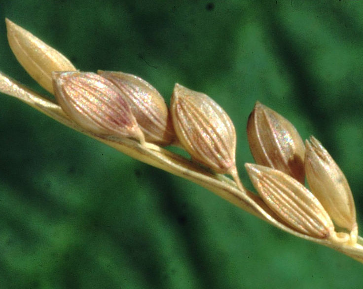 Fonio seeds attached to the stem