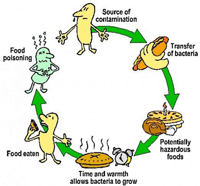 How contamination leads to food poisoning