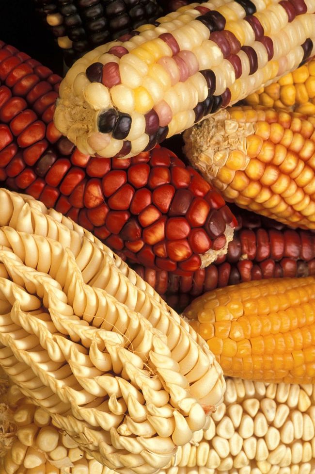 Genetically Modified Corn - learn how it is defined