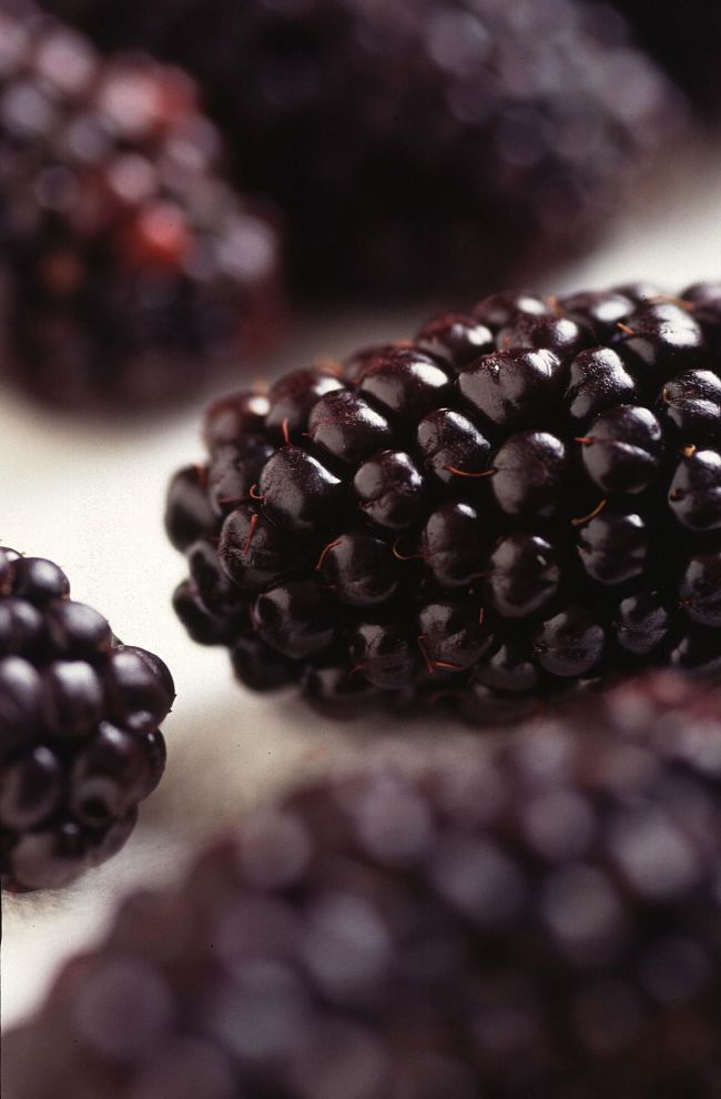 Genetically Modified Blackberries