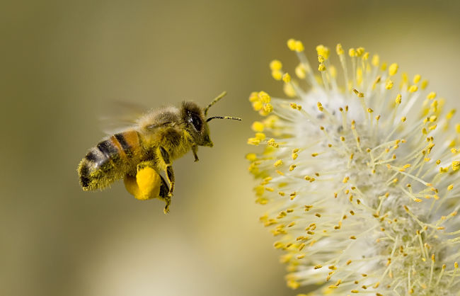 Bees are very important for organic farming as pesticides can kill them in normal farms