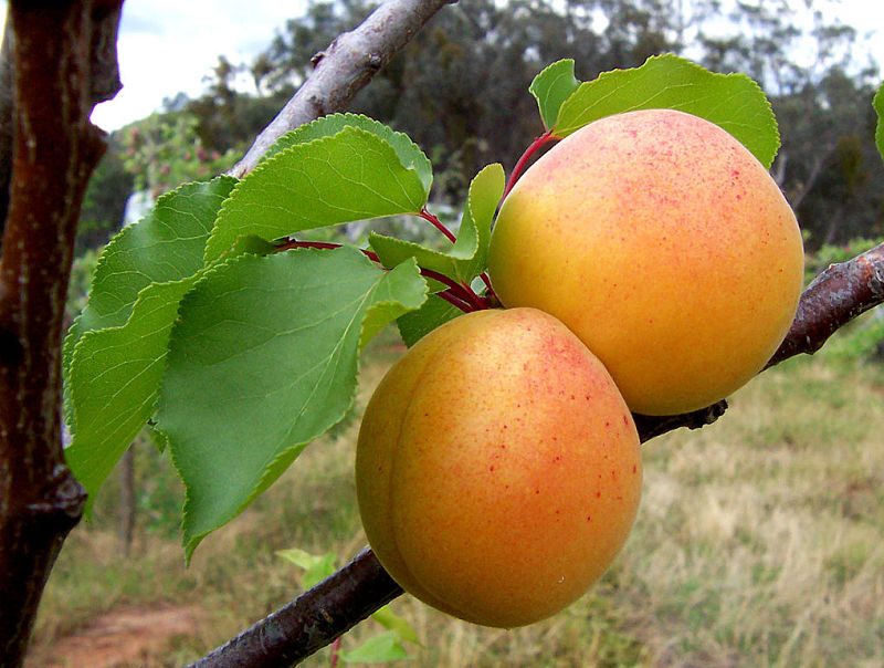 Lovely apricots are related to almonds, peaches. plums and nectarines. All have great health benefits