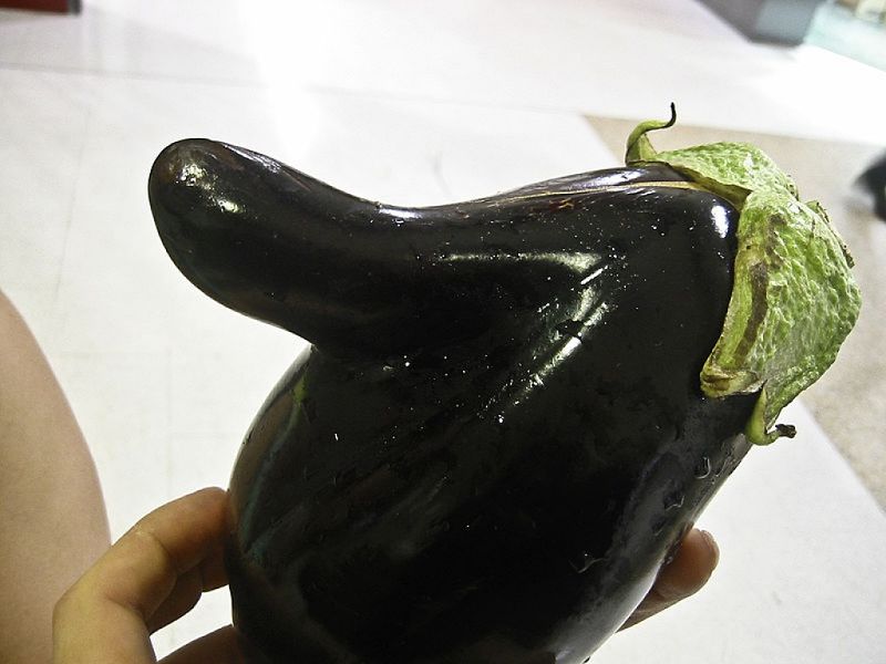 Eggplants often have unusual shapes and forms