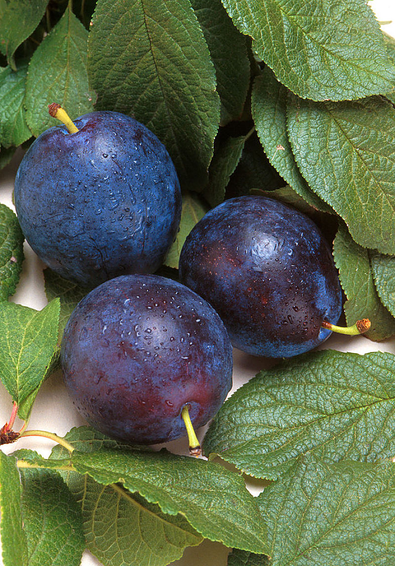 Plums are beautiful and nutritious