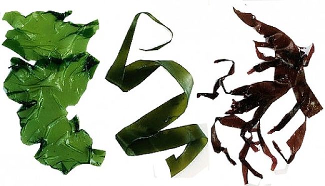 Seaweed is increasingly being used more widely because of its outstanding nutrition facts and health benefits