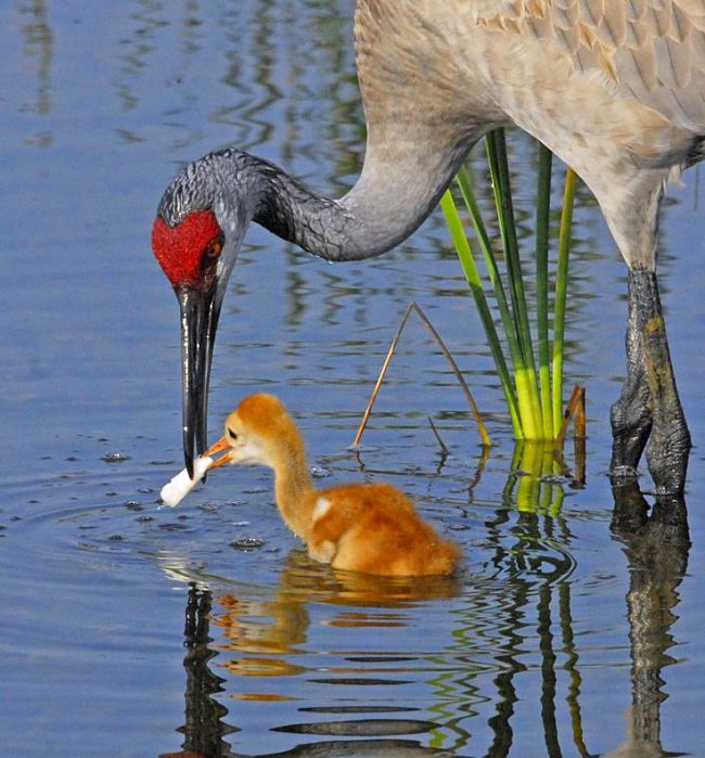 Feed your kids eat what mum eats