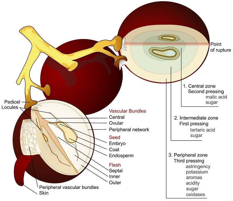 The sugars and tastes of wine originate from various distinct parts of the grape and vary with the variety