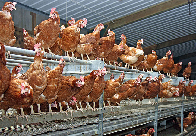 High rise housing is allow for free-range chickens