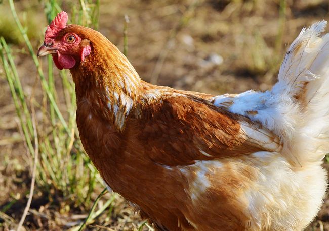 Free range chickens may have less space than you thought - see the details here