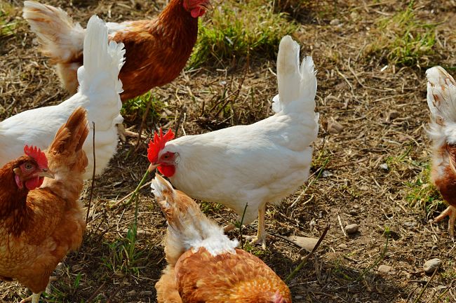 Farm eggs and those from your own birds are the healthiest and most reliable
