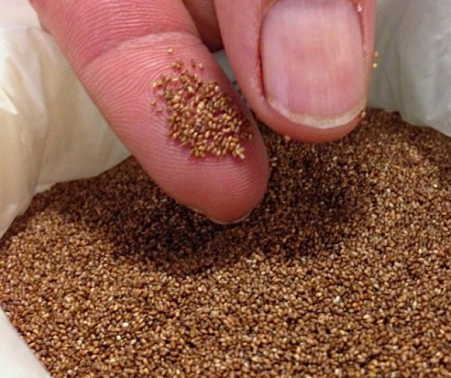 Teff grains are very small but they are a rich store of nutrients, particularly minerals. See the nutrients chart in this article 