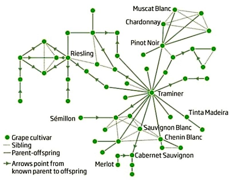 The Family Tree for the Main Wine Grape Varieties showing their Relationship