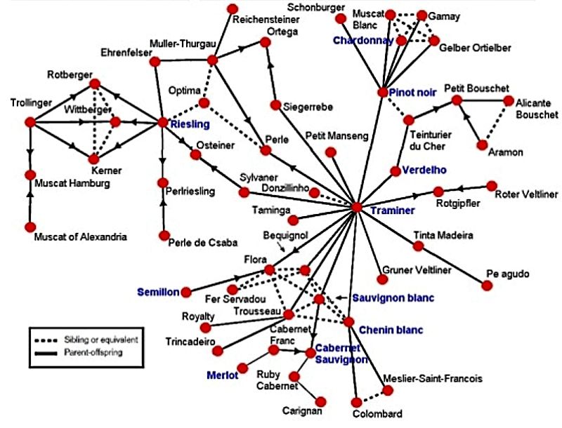 The Family Tree for ALL Wine Grape Varieties showing their Relationship