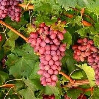 Lovely grapes