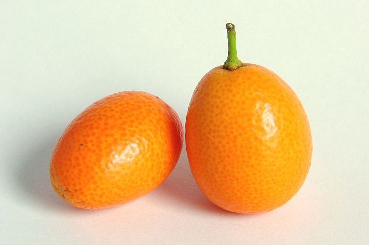 Kumquats are a great food for weight loss with only 71 Calories, 2g of protein and 6g of fiber per 100 g.